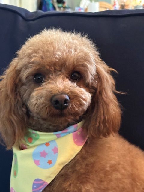 Red poodle wearing a yellow bandana with Easter egg pattern, looking at the camera.
