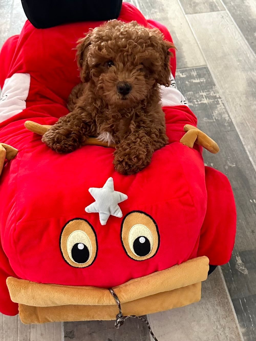 Brown curly-haired puppy sitting on a red cartoon car-shaped bed.