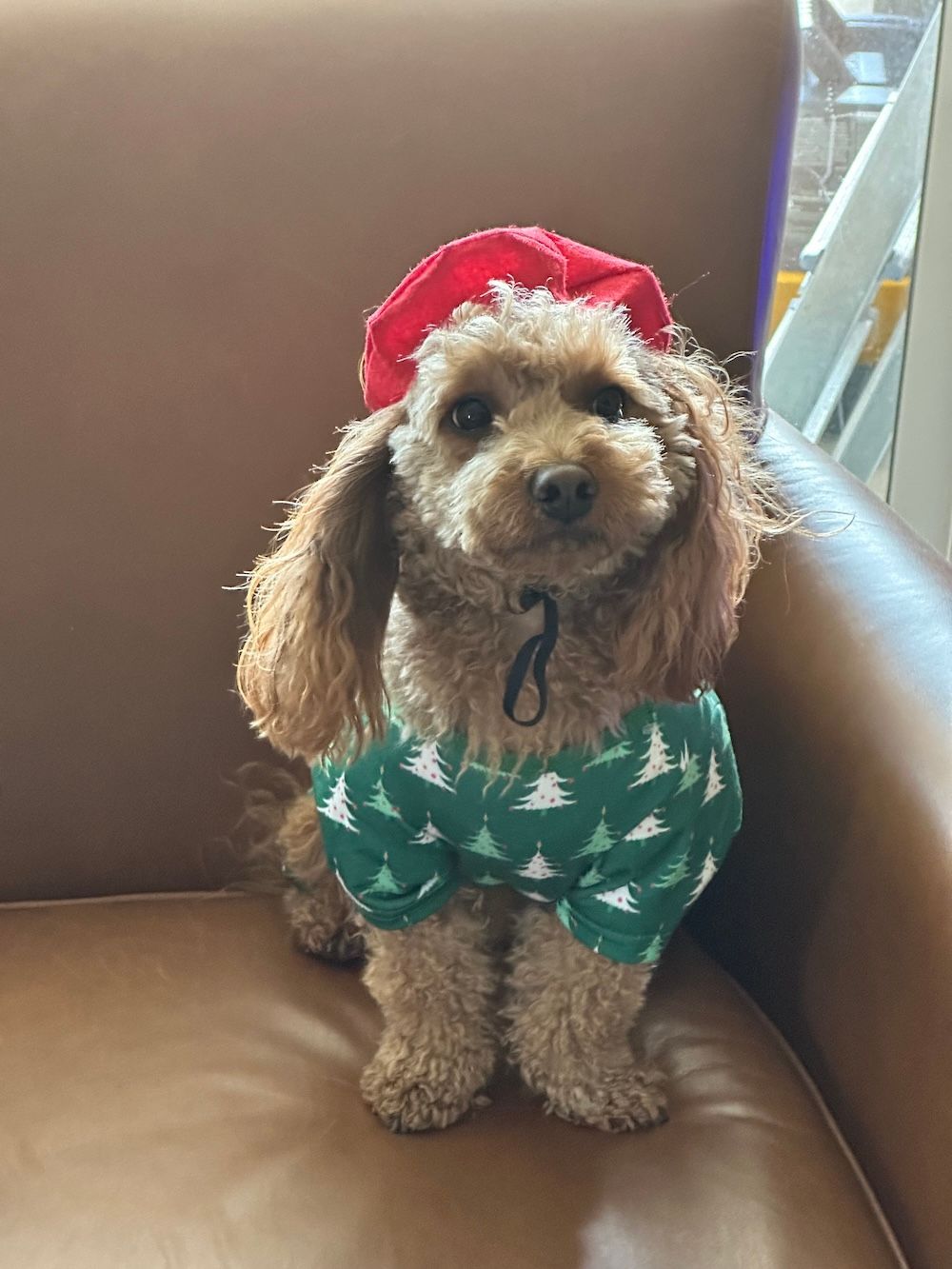 Brown poodle wearing a red hat and green Christmas tree sweater, sitting on a brown leather chair.