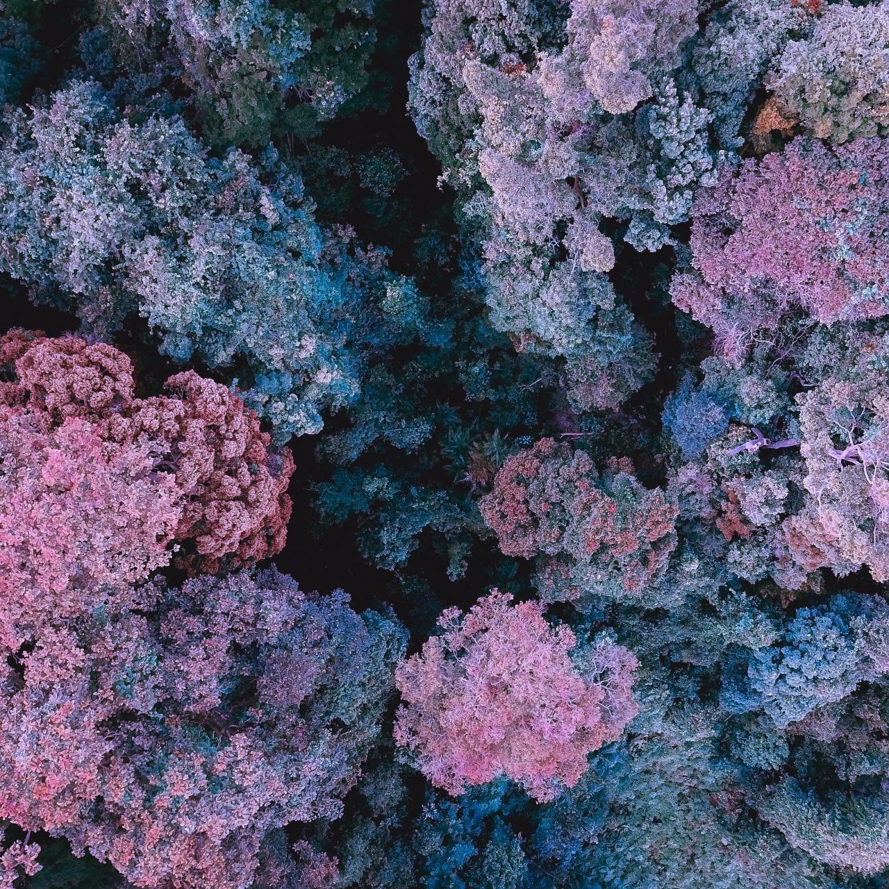 eine Luftaufnahme eines Waldes mit rosa und blauen Bäumen