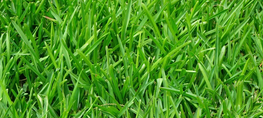 green lush grass