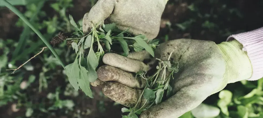 person holding weeds pulled from lawn in maryland