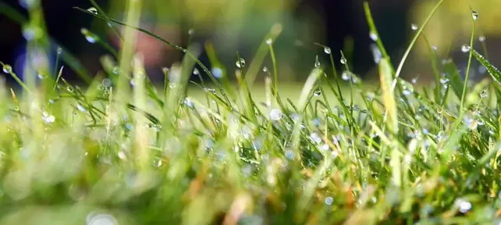 organic lawn care photograph of grass with dew drops
