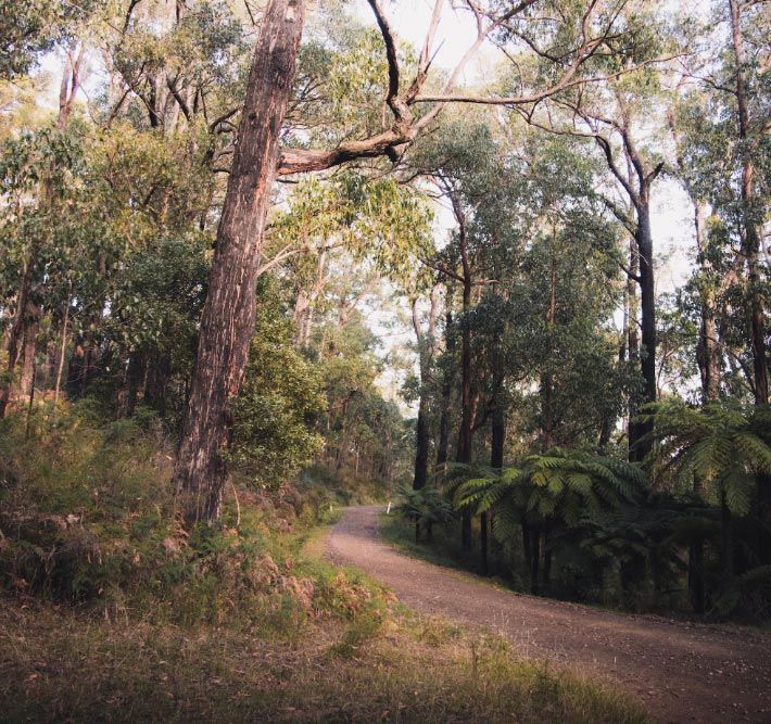 A dirt road in the middle of a forest
