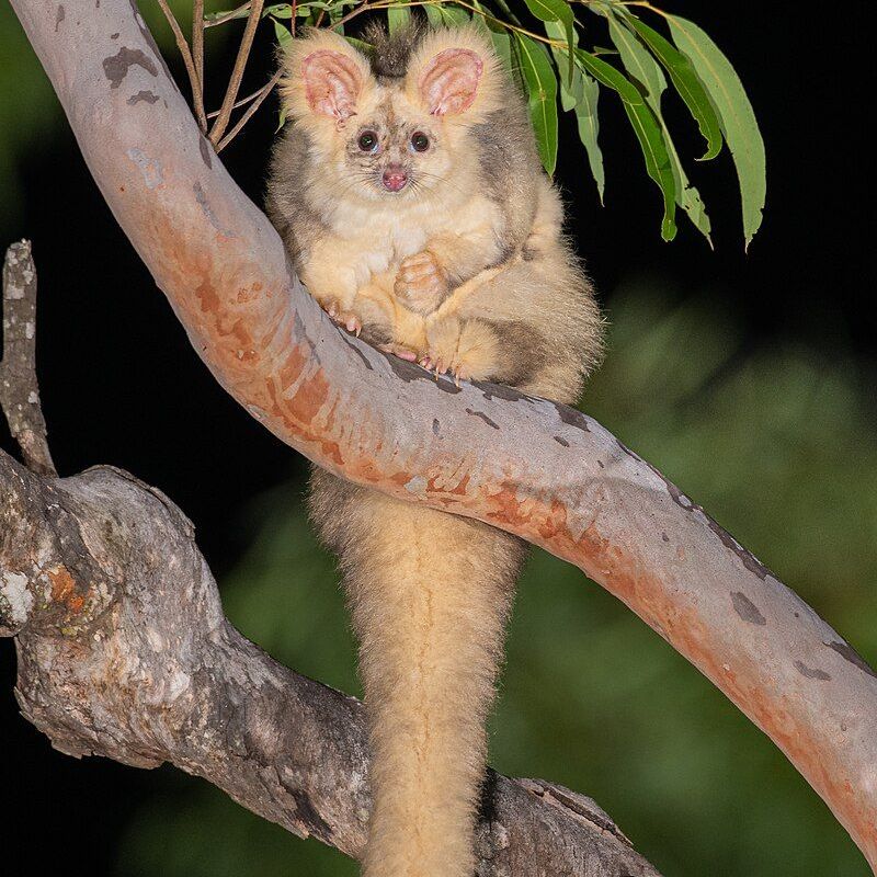 A small animal is sitting on a tree branch