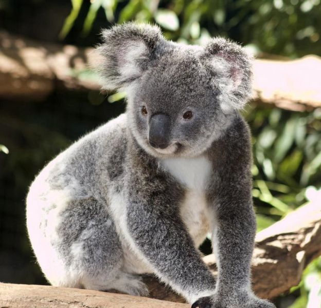 A koala bear sitting on a tree branch looking at the camera