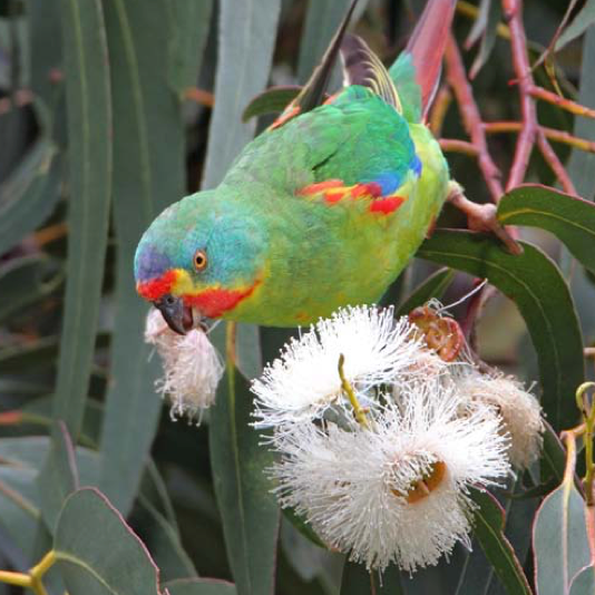A colorful bird is perched on a white flower