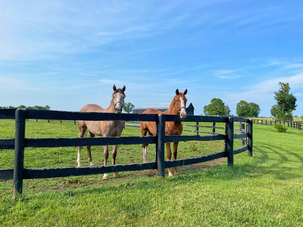 Two horses stand behind a black fence in a grassy field on a sunny day.