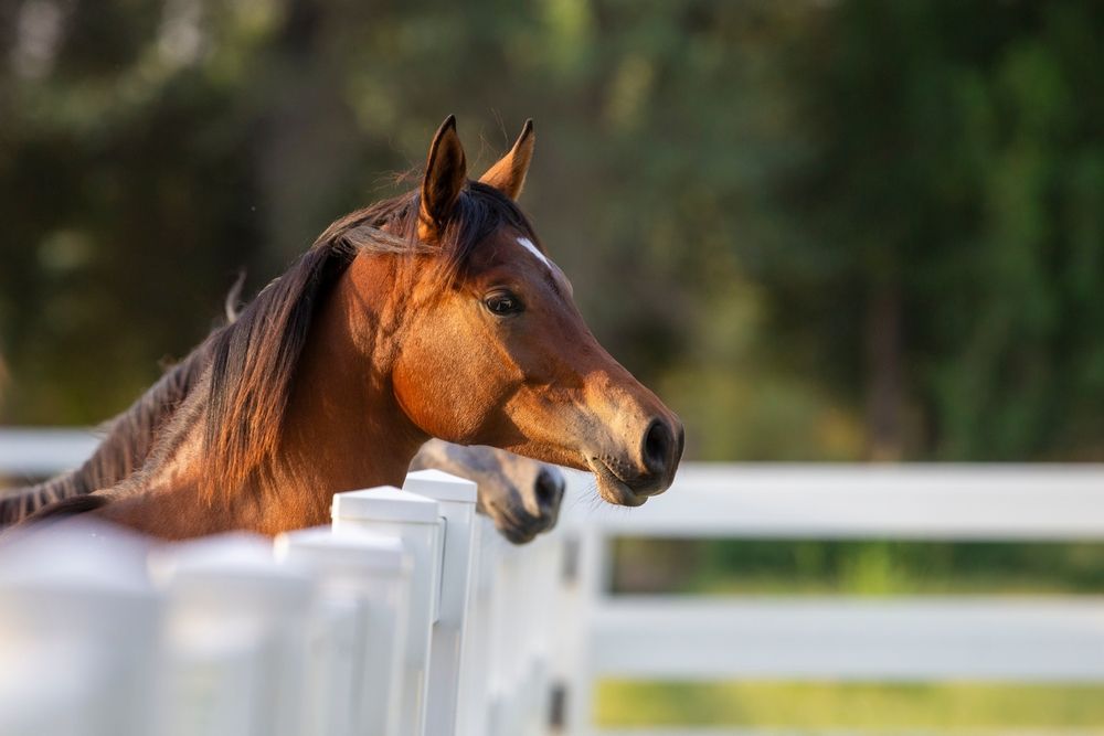 Brown horse with white blaze peeks over a white fence, green trees in background.