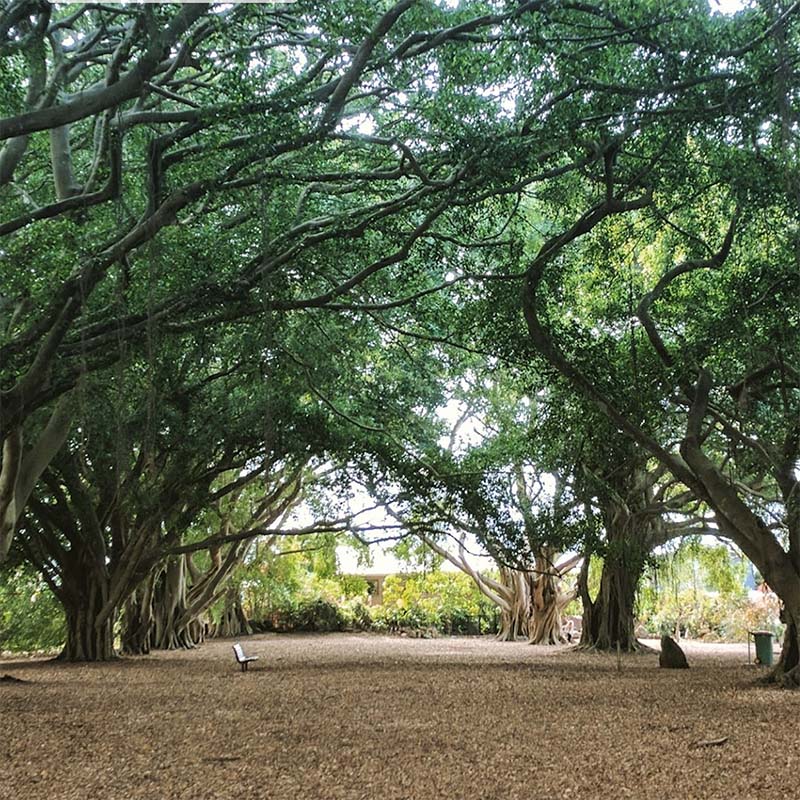 Wirreanda Park