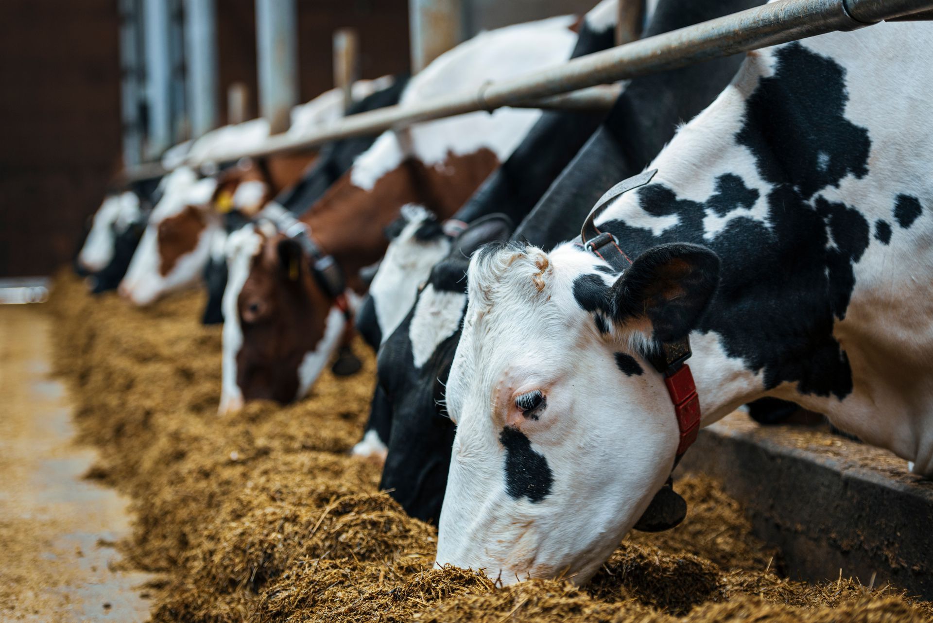 Cows in a row eating hay from a trough in a barn. Some are black and white, others brown and white.