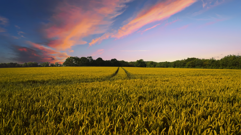 Field of golden wheat with tire tracks leading toward a forest under a colorful sunset.