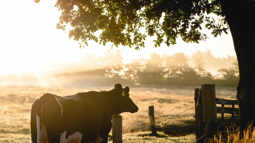 Cow in a sunny field near a tree and wooden fence, with a misty background.
