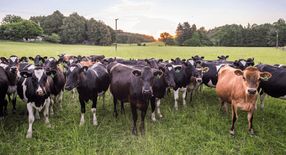 Cattle herd grazing in a grassy field. Most are black and white, one is brown. Evening sky in background.