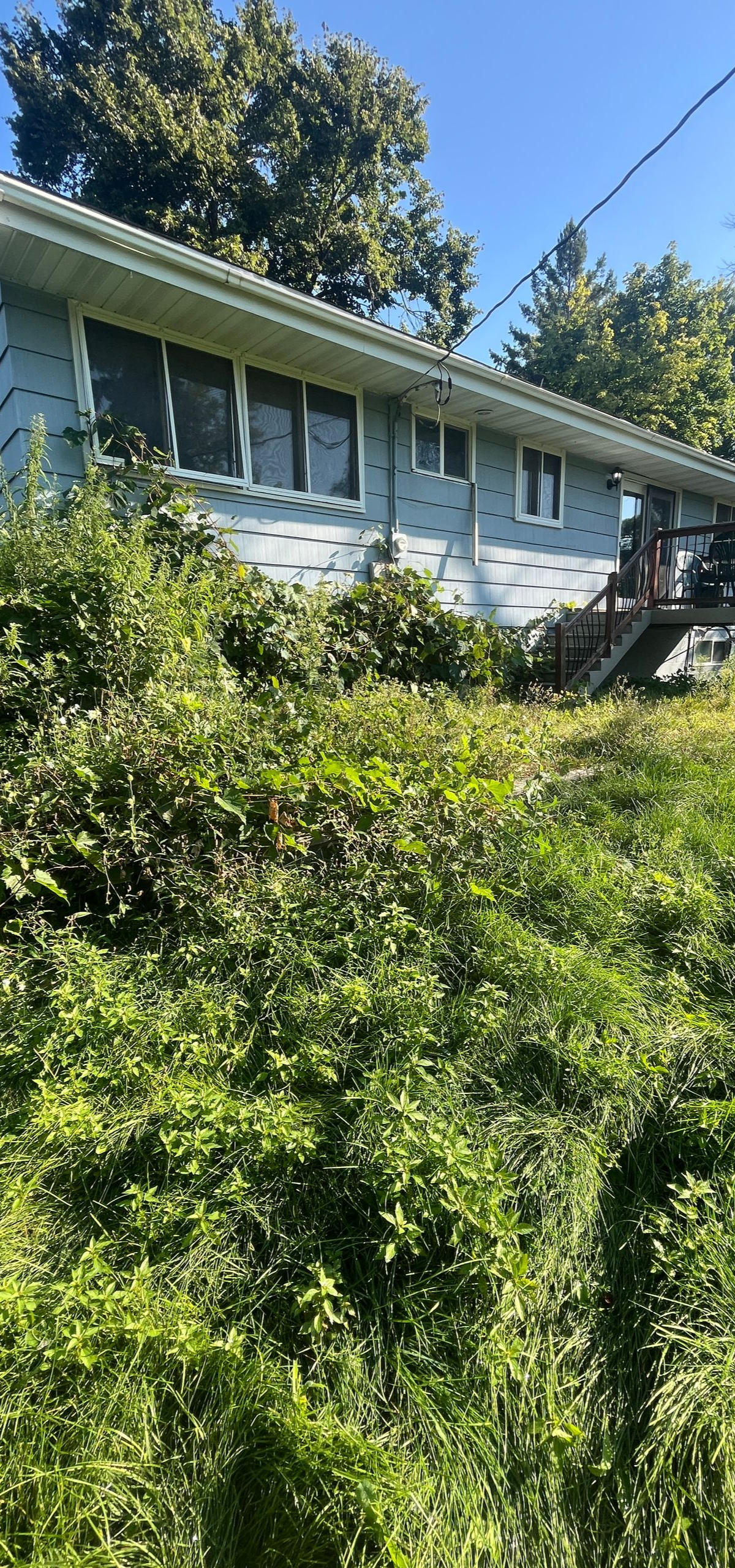 White house partially hidden by dense green bushes under a bright blue sky.