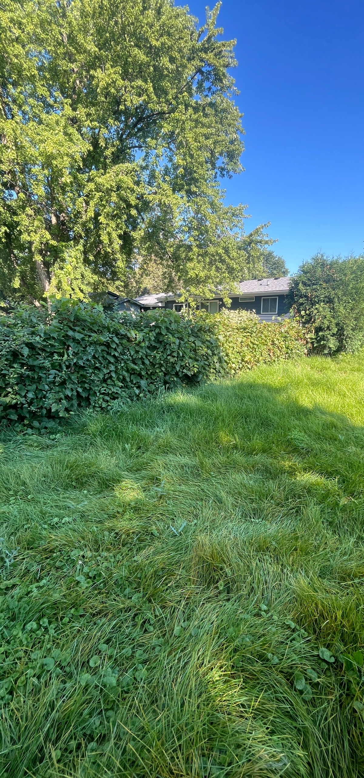 Sunny grassy backyard with a large leafy tree and dense hedge under a clear blue sky