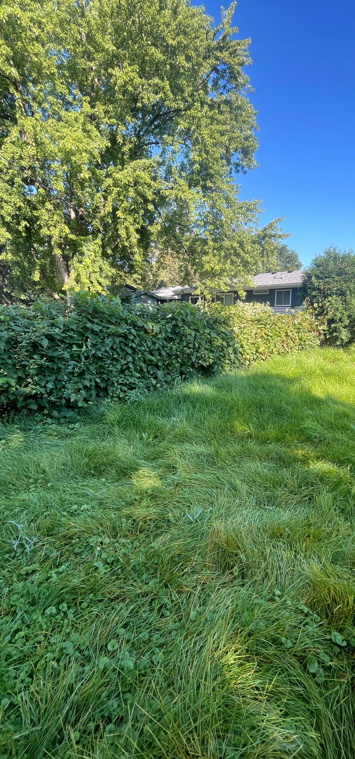Sunny backyard with tall green trees, bushes, and a grassy lawn under a clear blue sky