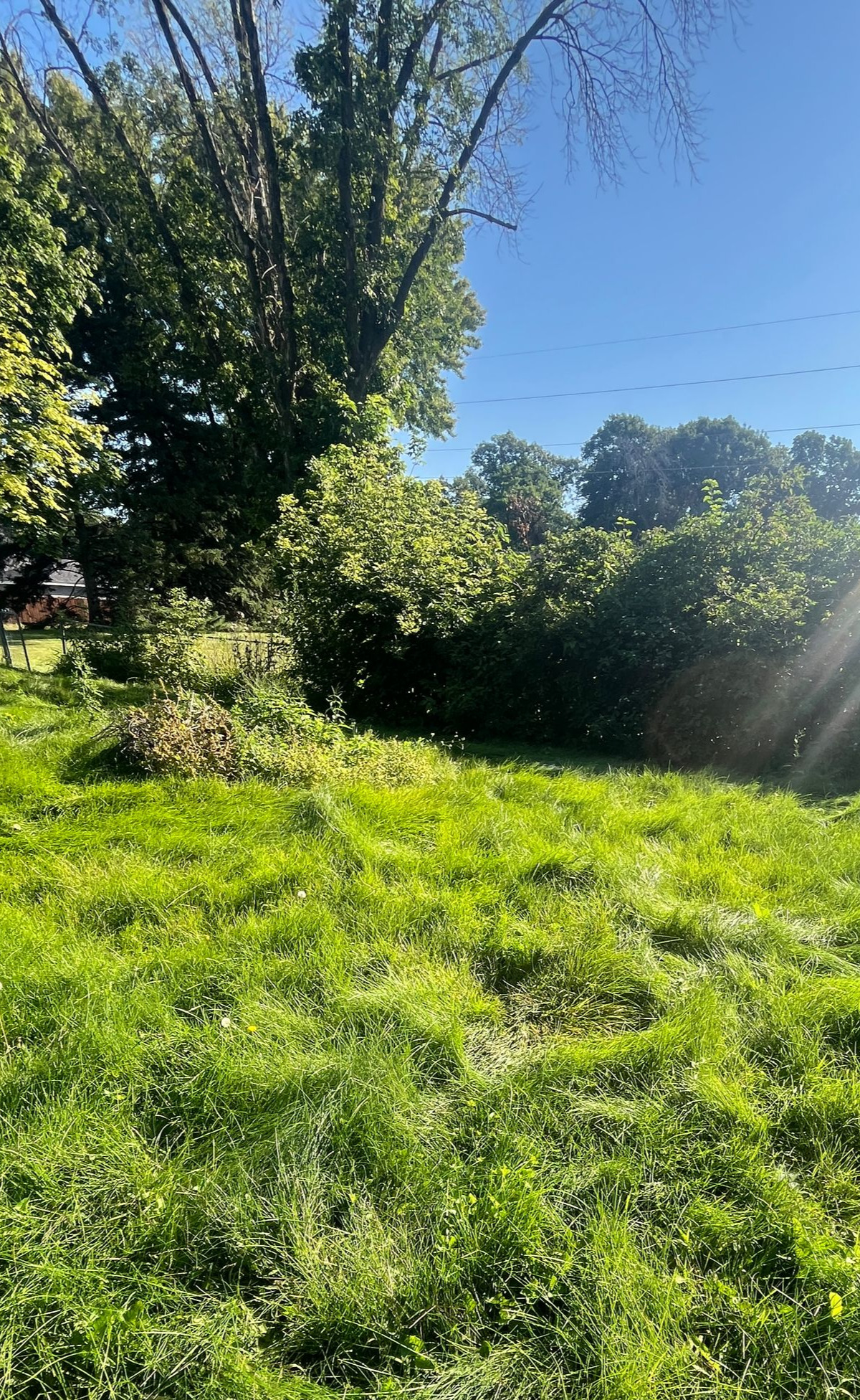 Sunlit grassy hillside with trees and bushes under a clear blue sky