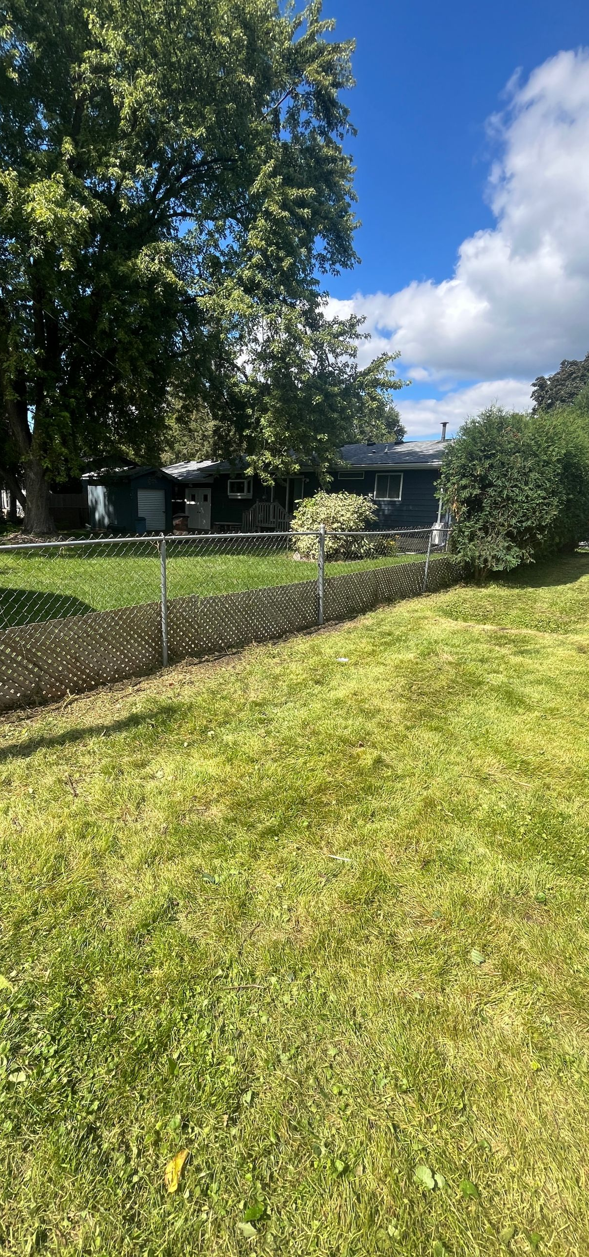 Sunny backyard with green lawn, tall trees, and a house partially visible behind bushes
