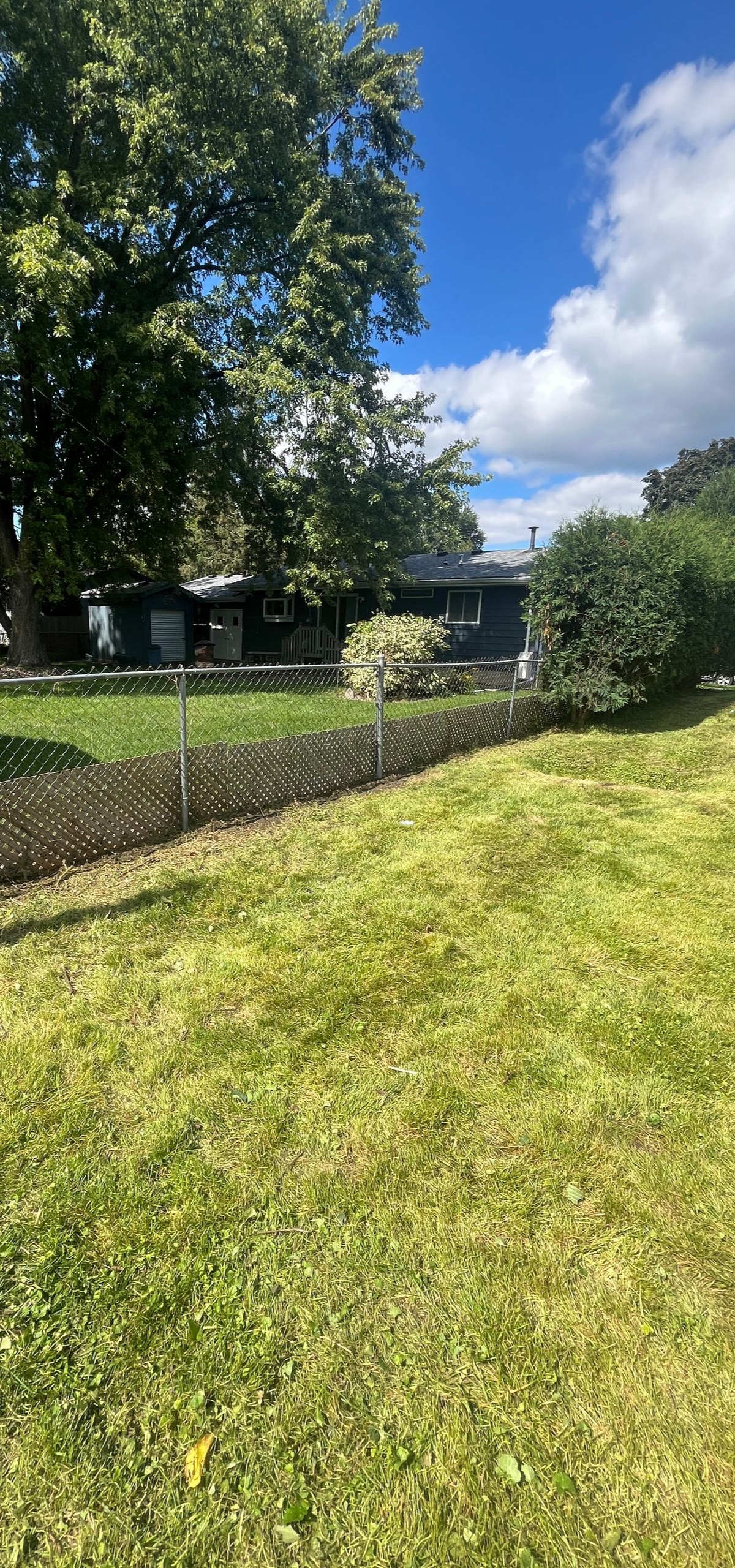 Sunny backyard with green lawn, trimmed hedge, tall tree, and house partly visible