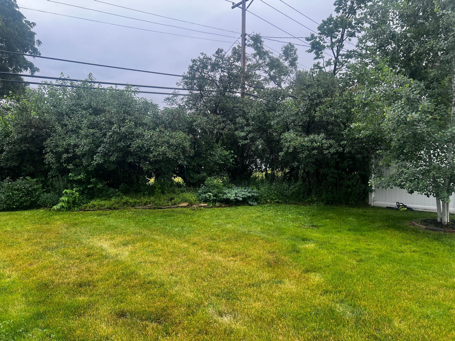 Grassy backyard with dense trees and shrubs, a white fence, and power lines under an overcast sky