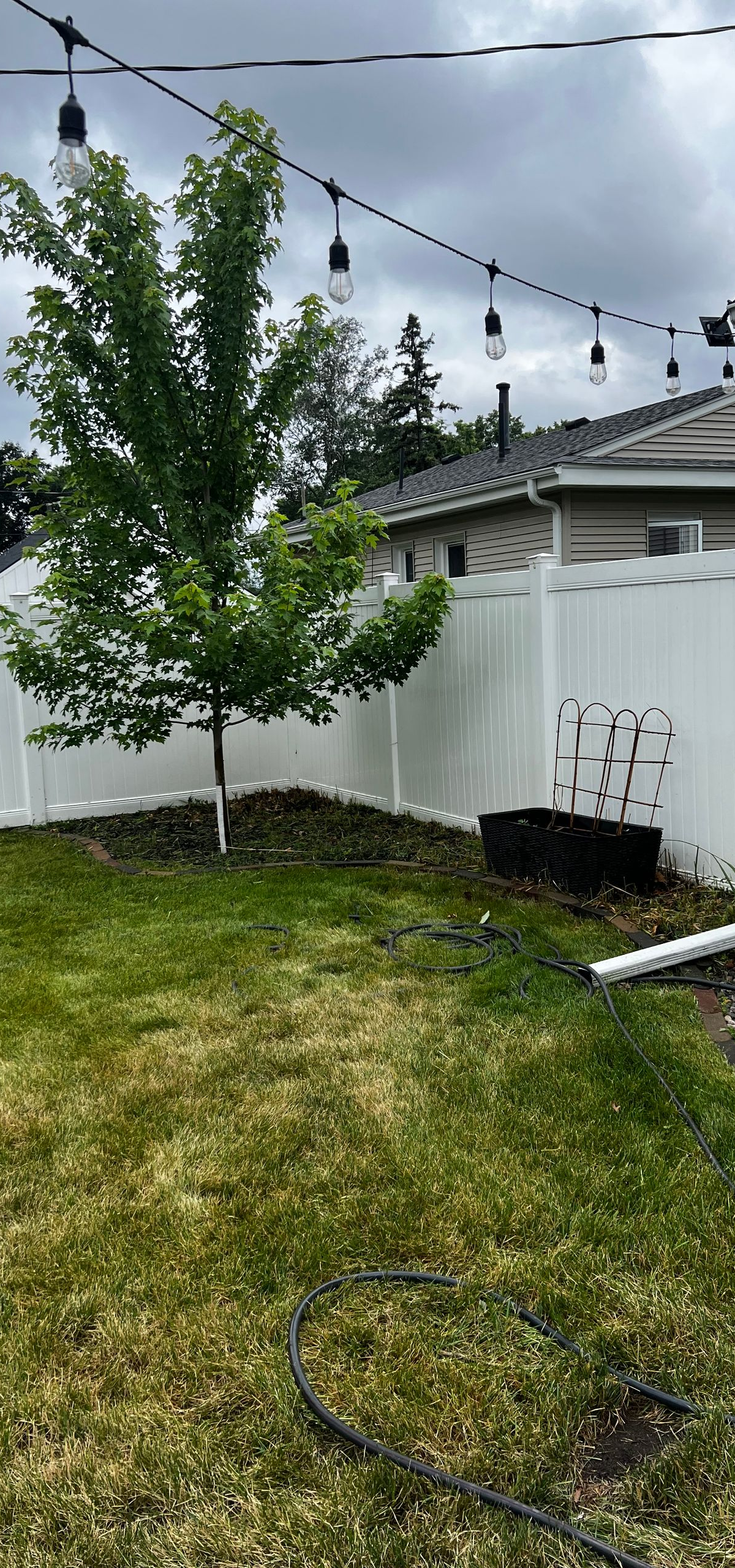 Backyard with a young tree, grass, white fence, and hanging string lights under a cloudy sky