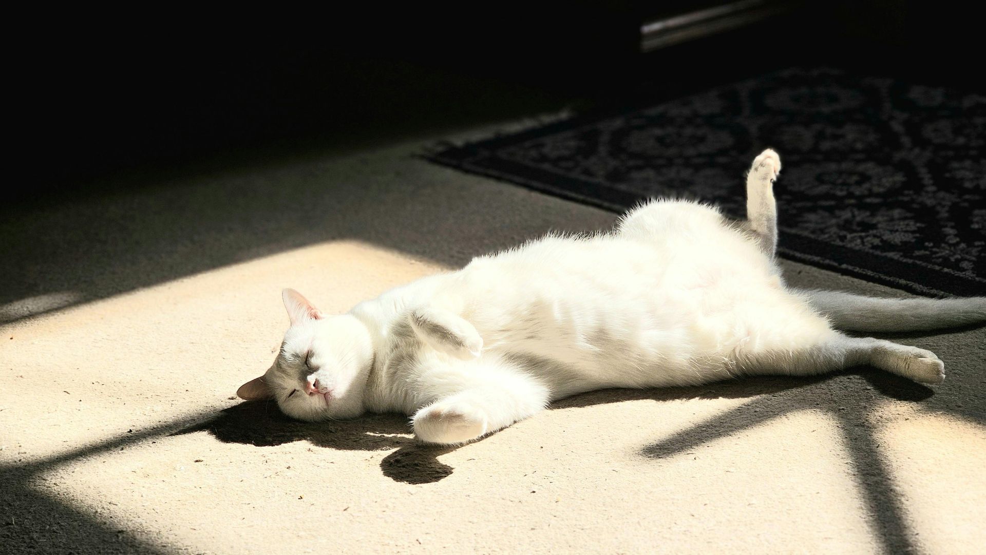 Fluffy cat lounging on a clean, odor-free carpet in summer