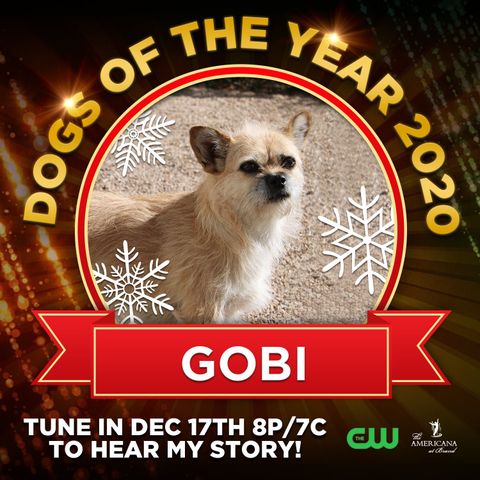 Dion Leonard, Media, Finding Gobi, Gobi the Dog, New York Times Bestseller