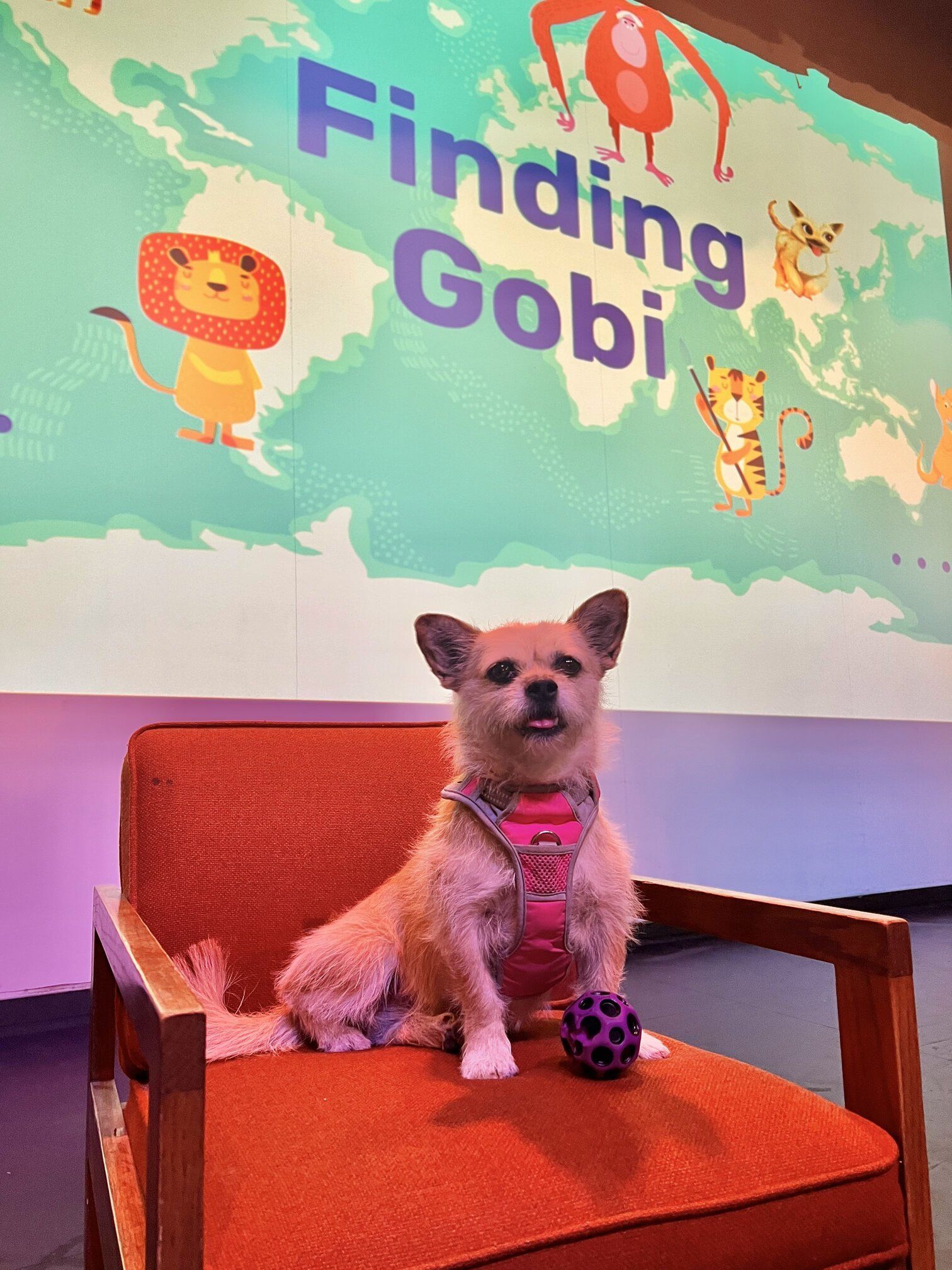 Author Visit, Author School Visit, School Author Visit, Dion Leonard, Finding Gobi