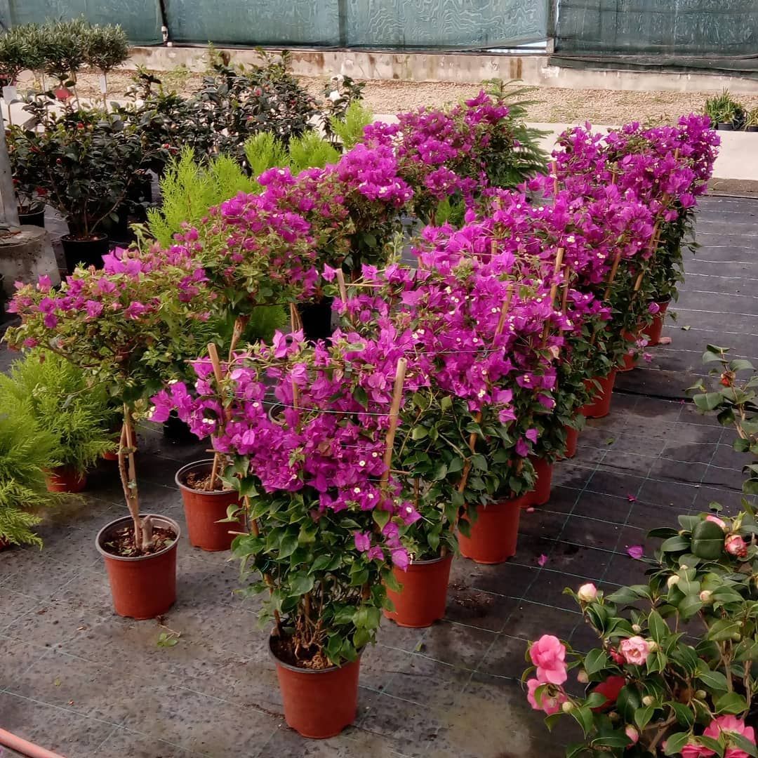Piante da Fiore