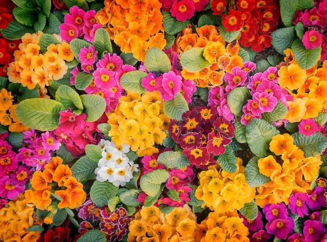 fiori
