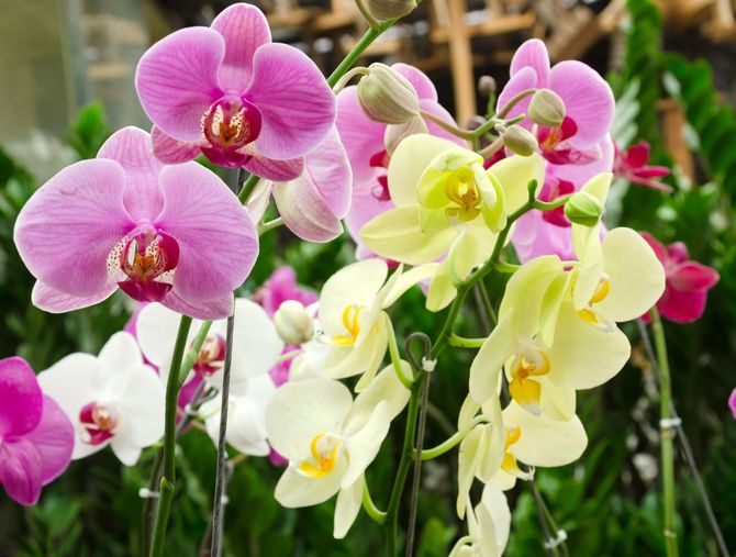 orchidee
