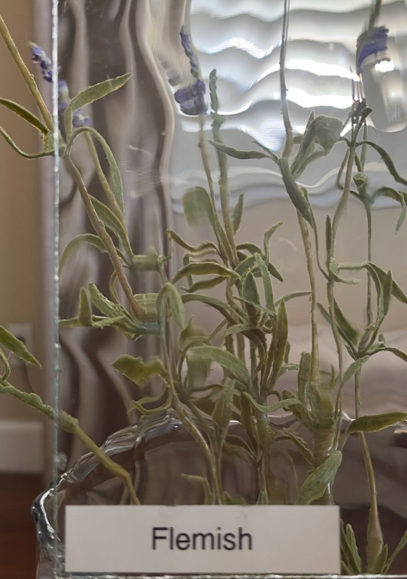A plant with a label that says flemish on it
