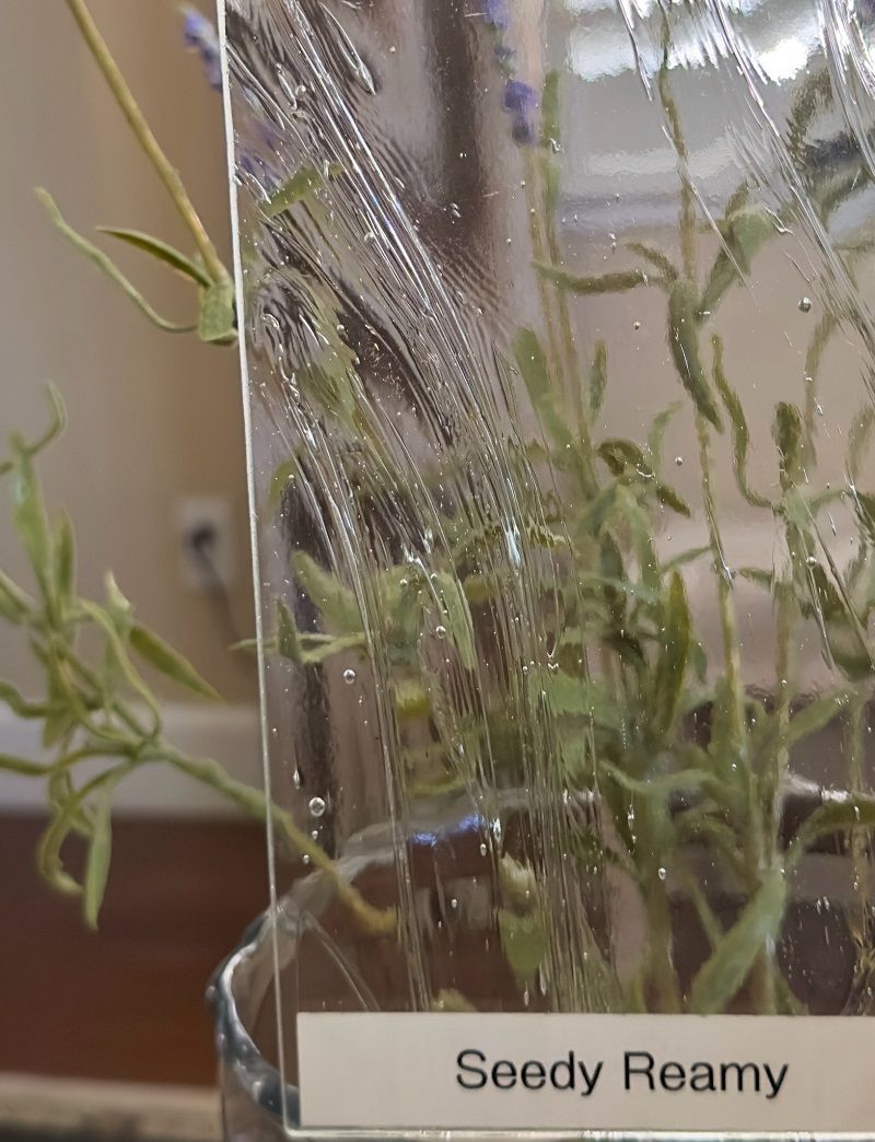 CLICK to see your optons A plant with a label that says seedy reamy