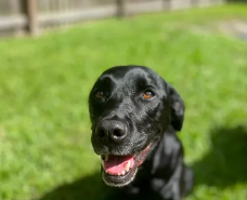 Lucy