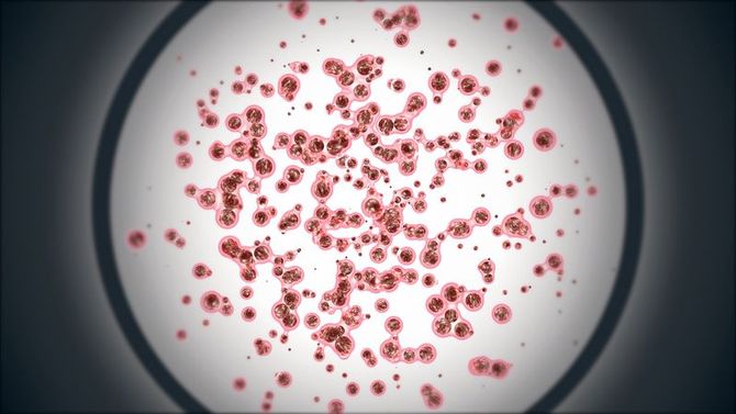 Red, circular objects under a microscope lens, possibly cells or microorganisms.