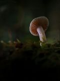Mushroom with light brown cap and stem, growing in mossy forest ground, lit from above.