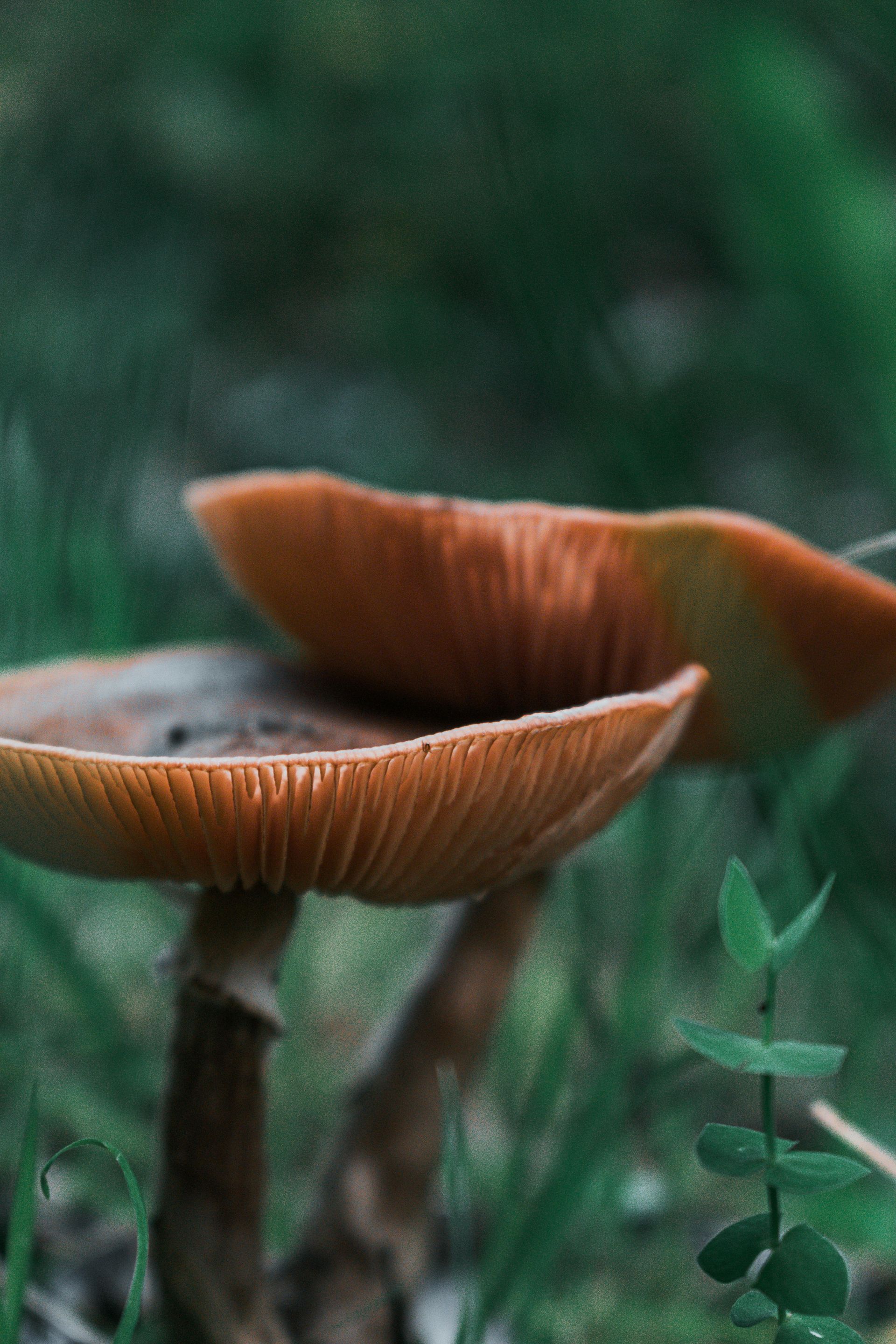 Brown-capped mushrooms with visible gills growing in green grass.