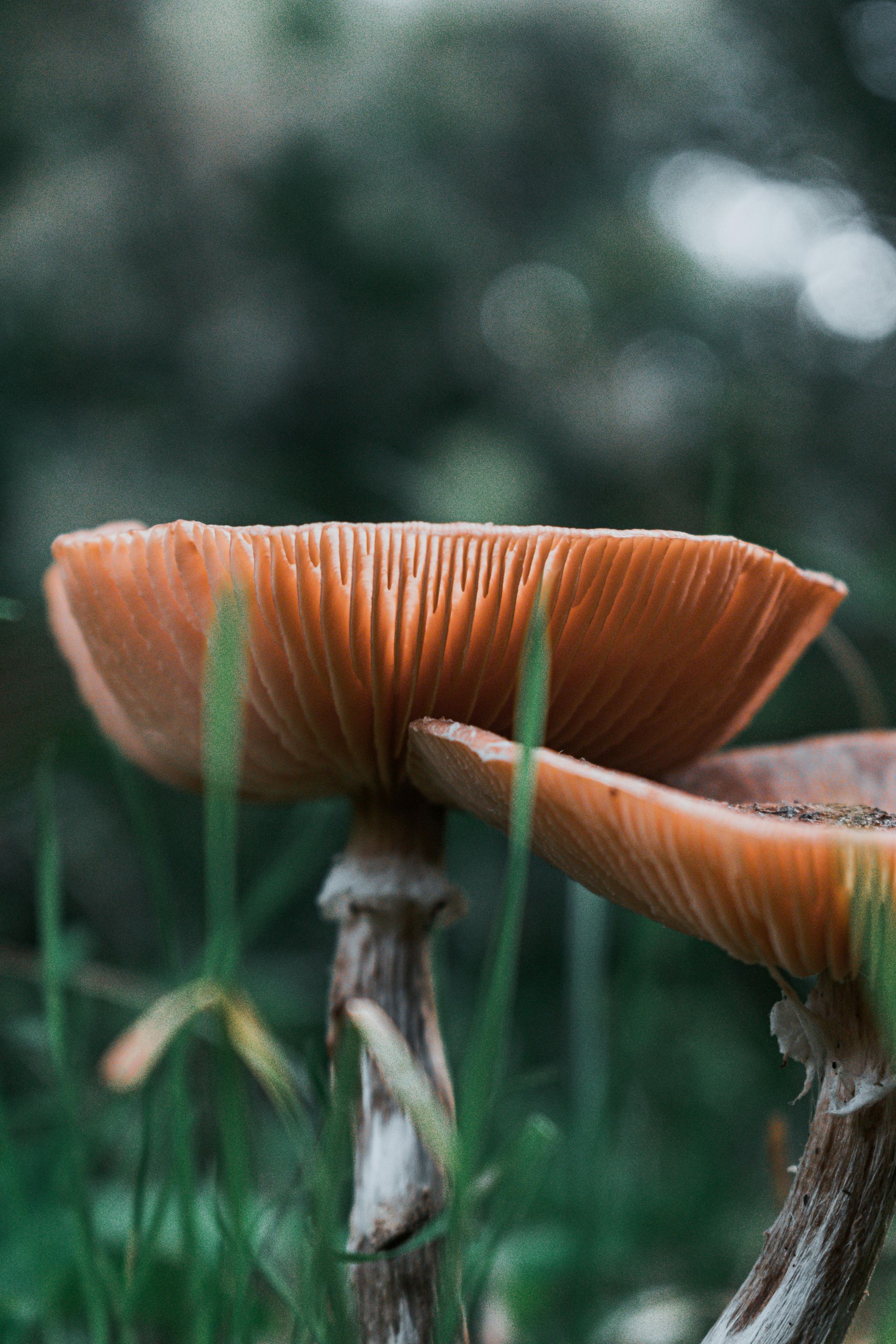 Brown mushrooms with ribbed underside in a grassy area.