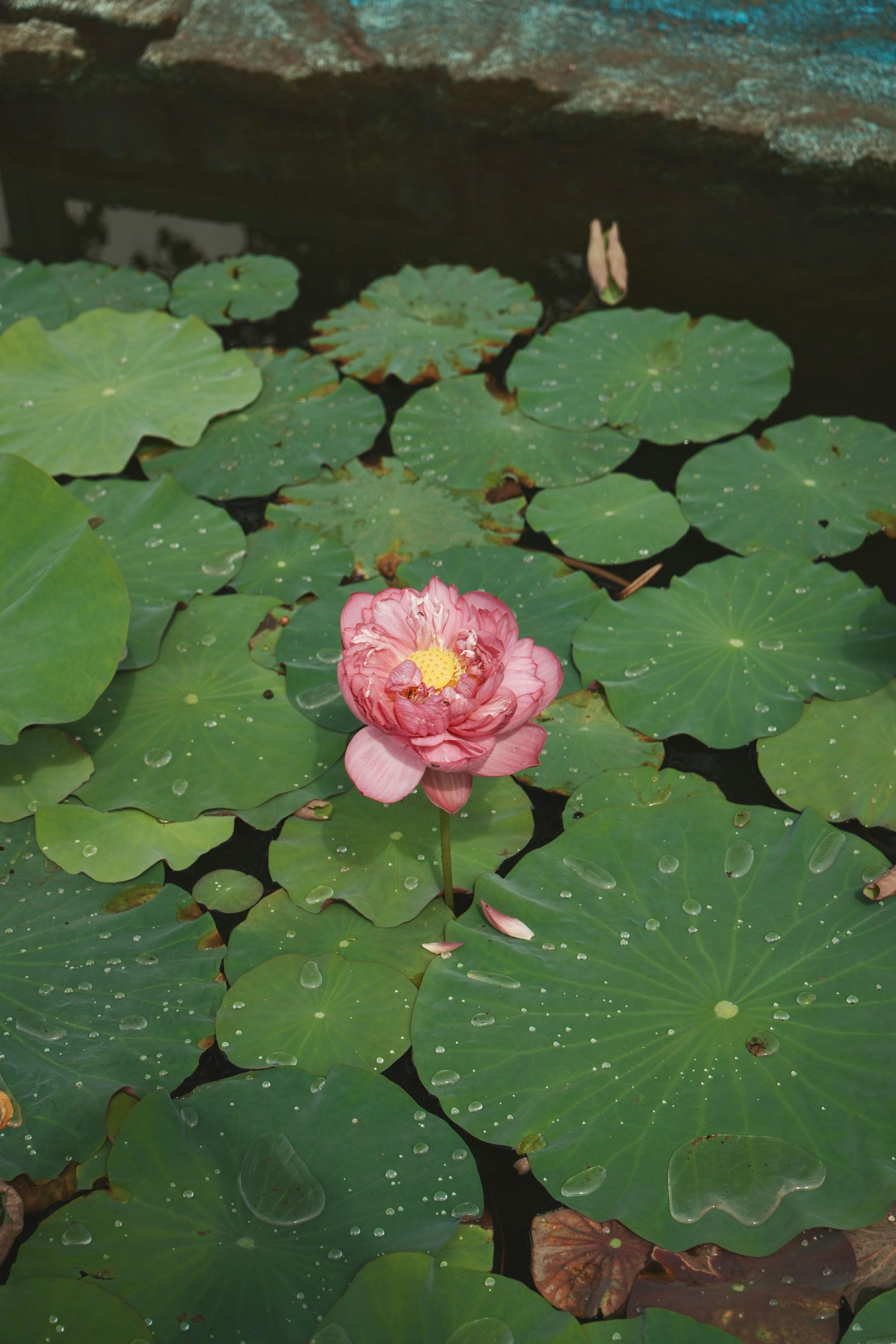 Pink lotus flower blooming in a pond, surrounded by green lily pads.