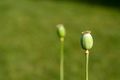 Green poppy seed pods against a blurred green background.