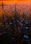 Blue wildflowers in a field against a warm orange sunset.