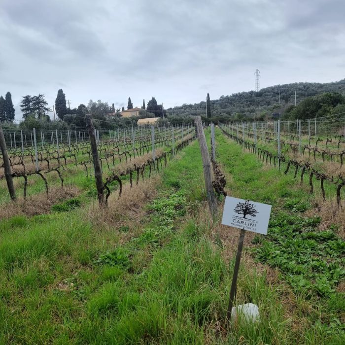AZIENDA CARLINI