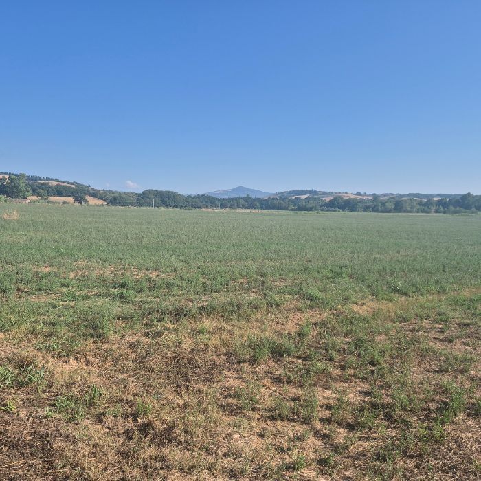PODERE POLVENICO