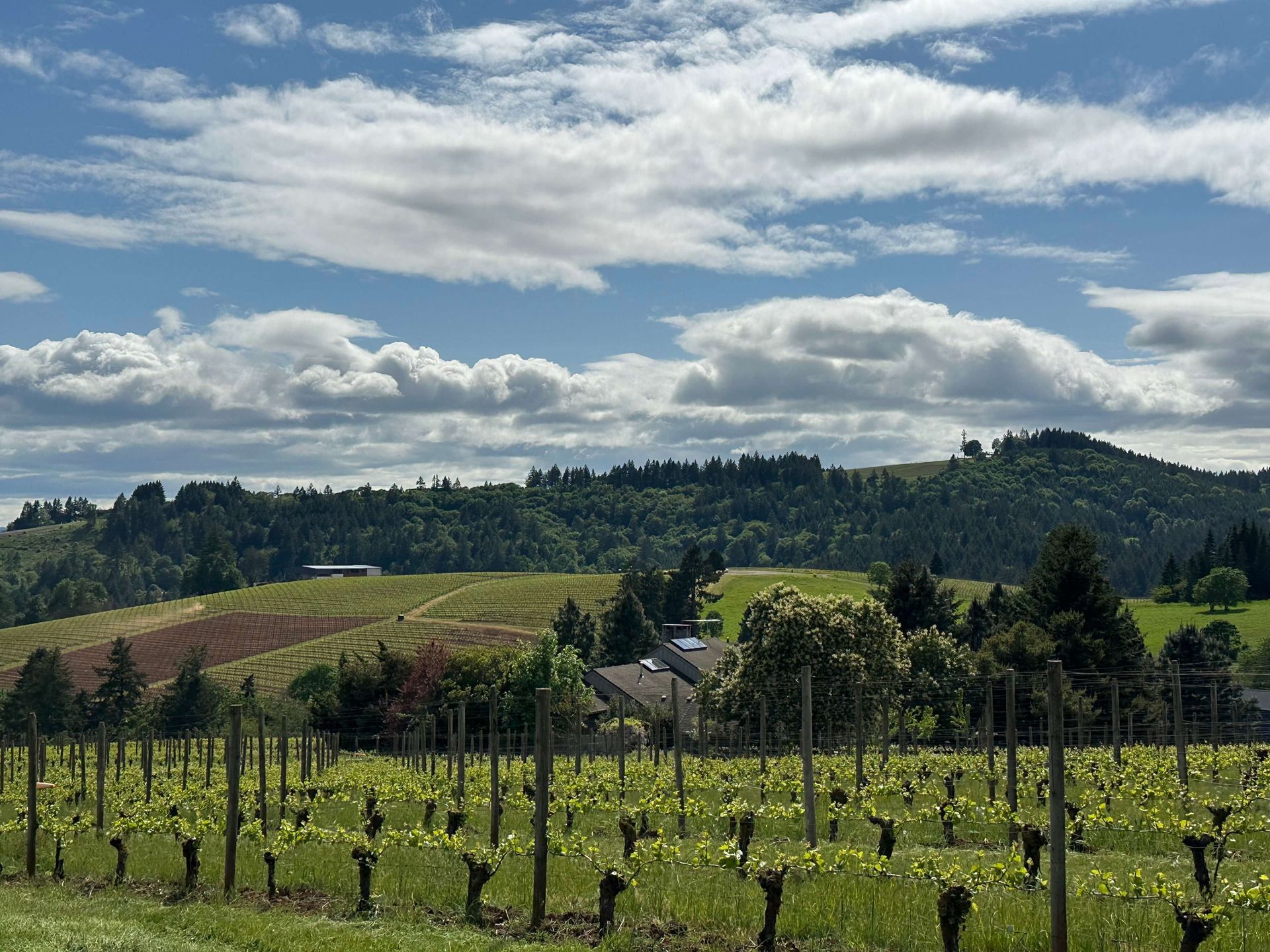 Willamette Valley private wine tour from Portland.