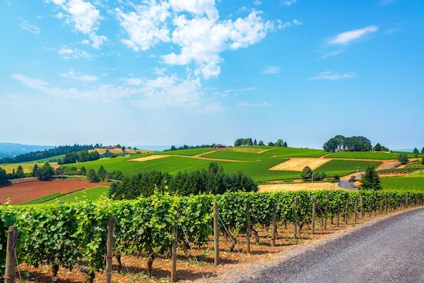 private wine tasting tours from Portland to Newberg Oregon