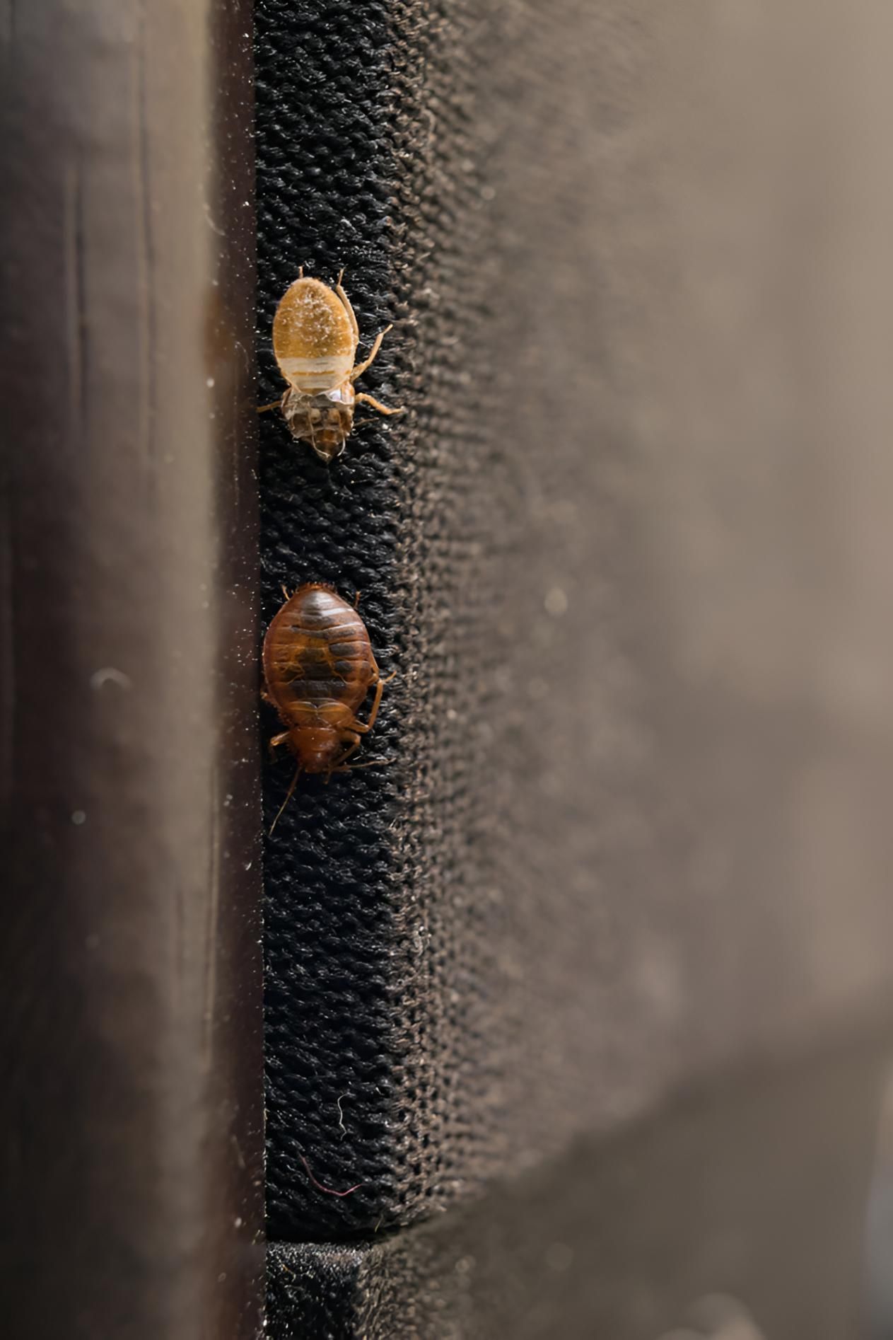 Two Bed Bugs Are Sitting on a Piece of Furniture — Shark Pest Control in Peregian Beach, QLD