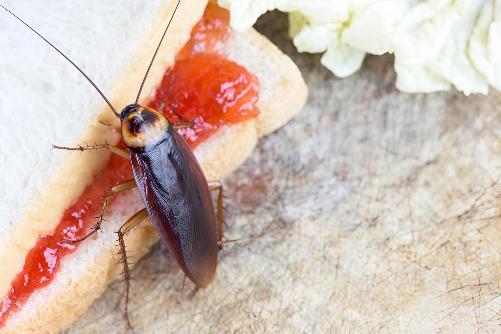 Cockroach is Eating a Sandwich With Jam on It — Shark Pest Control in Peregian Beach, QLD