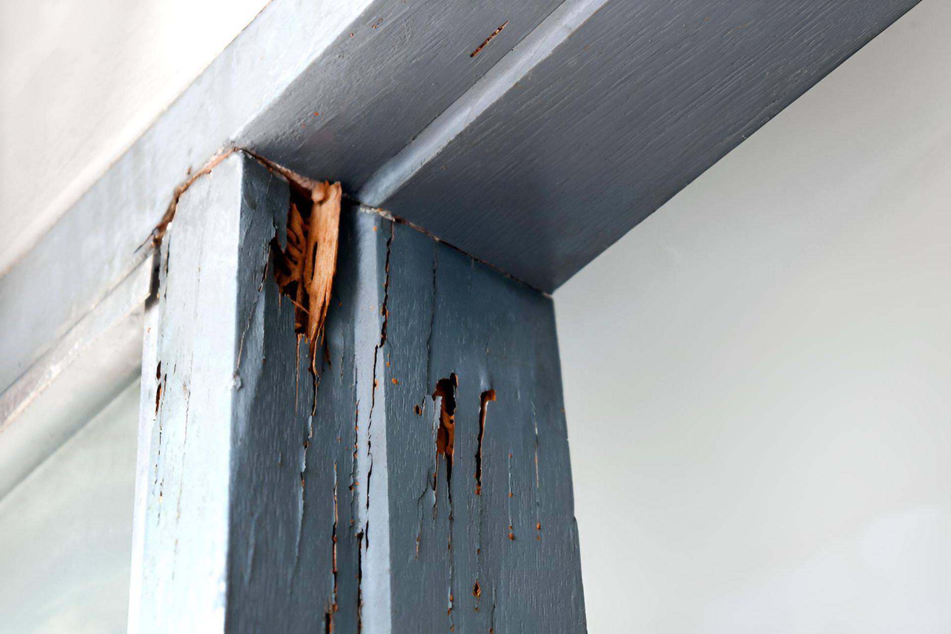 Close Up of a Wooden Post With Termites Eating It — Shark Pest Control in Maroochydore, QLD