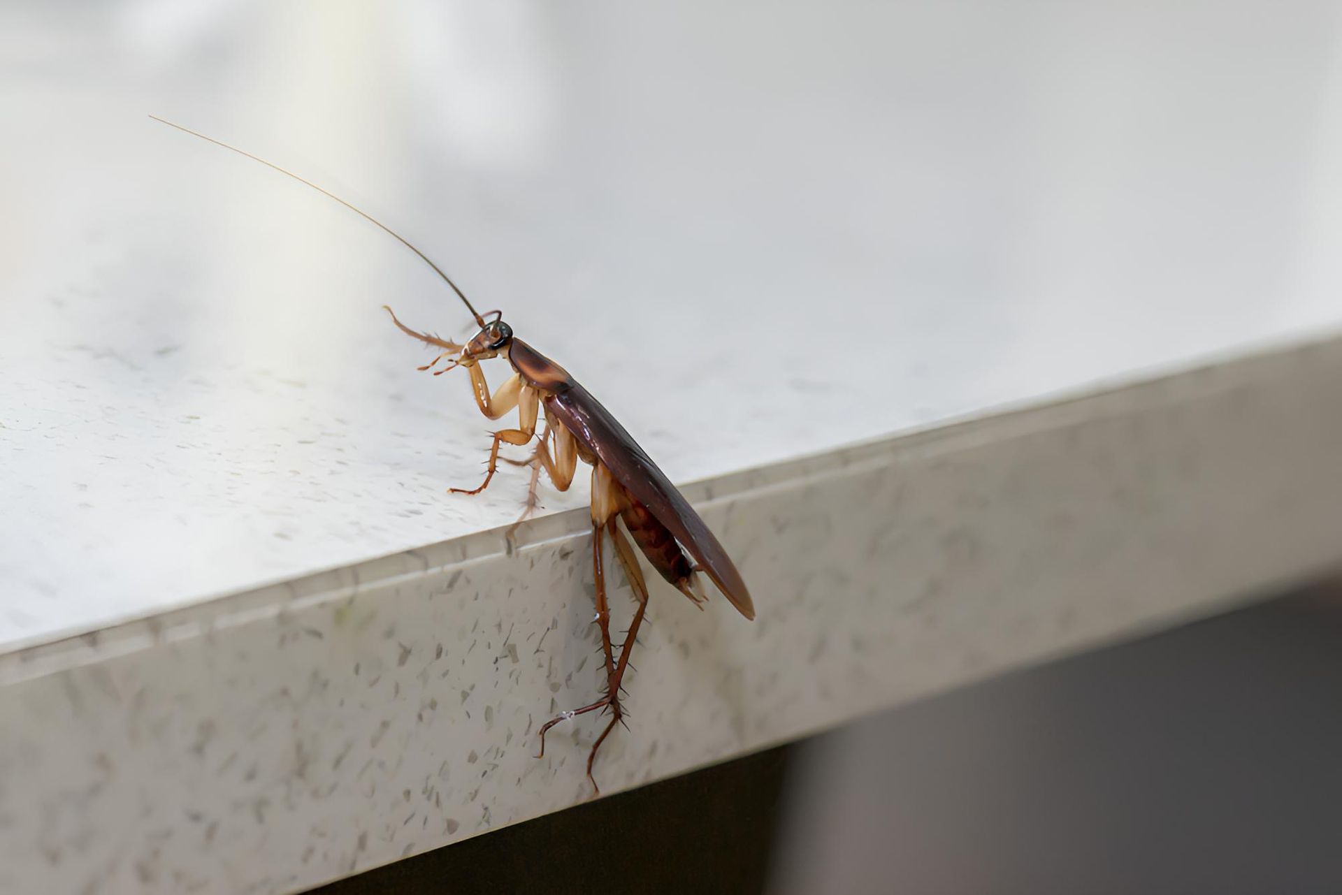 Cockroache on a bench — Shark Pest Control in Peregian Beach, QLD